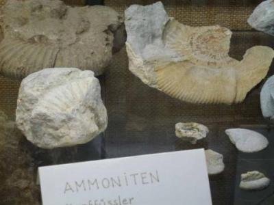 ammoniten